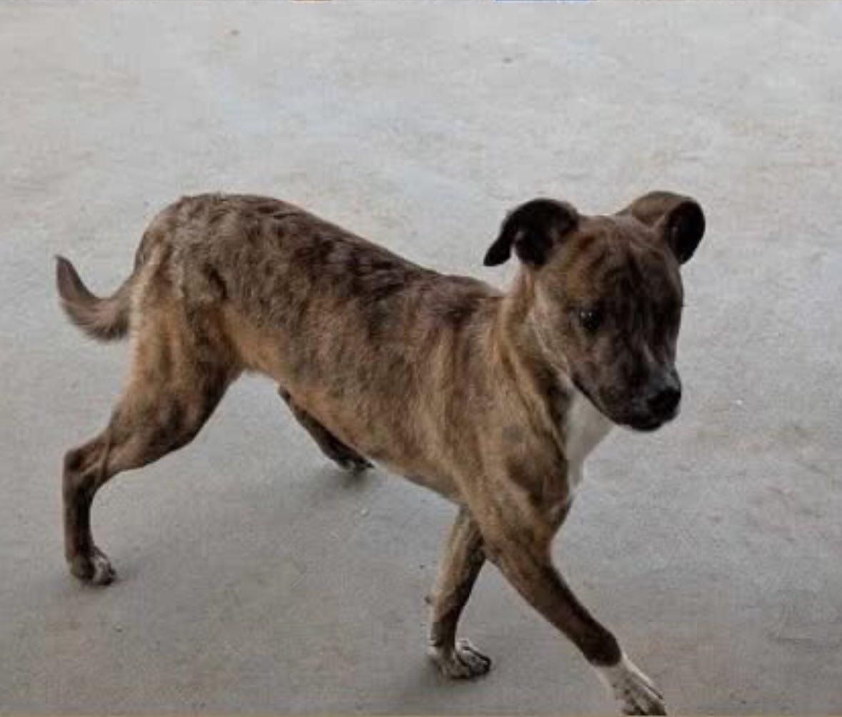 Scooby, an adoptable Terrier in El Paso, TX, 79936 | Photo Image 2