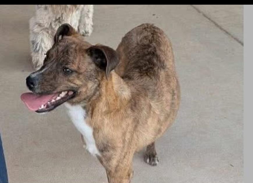 Enlarge Scooby, a Adopted mixed breed in El Paso, TX image 3/3