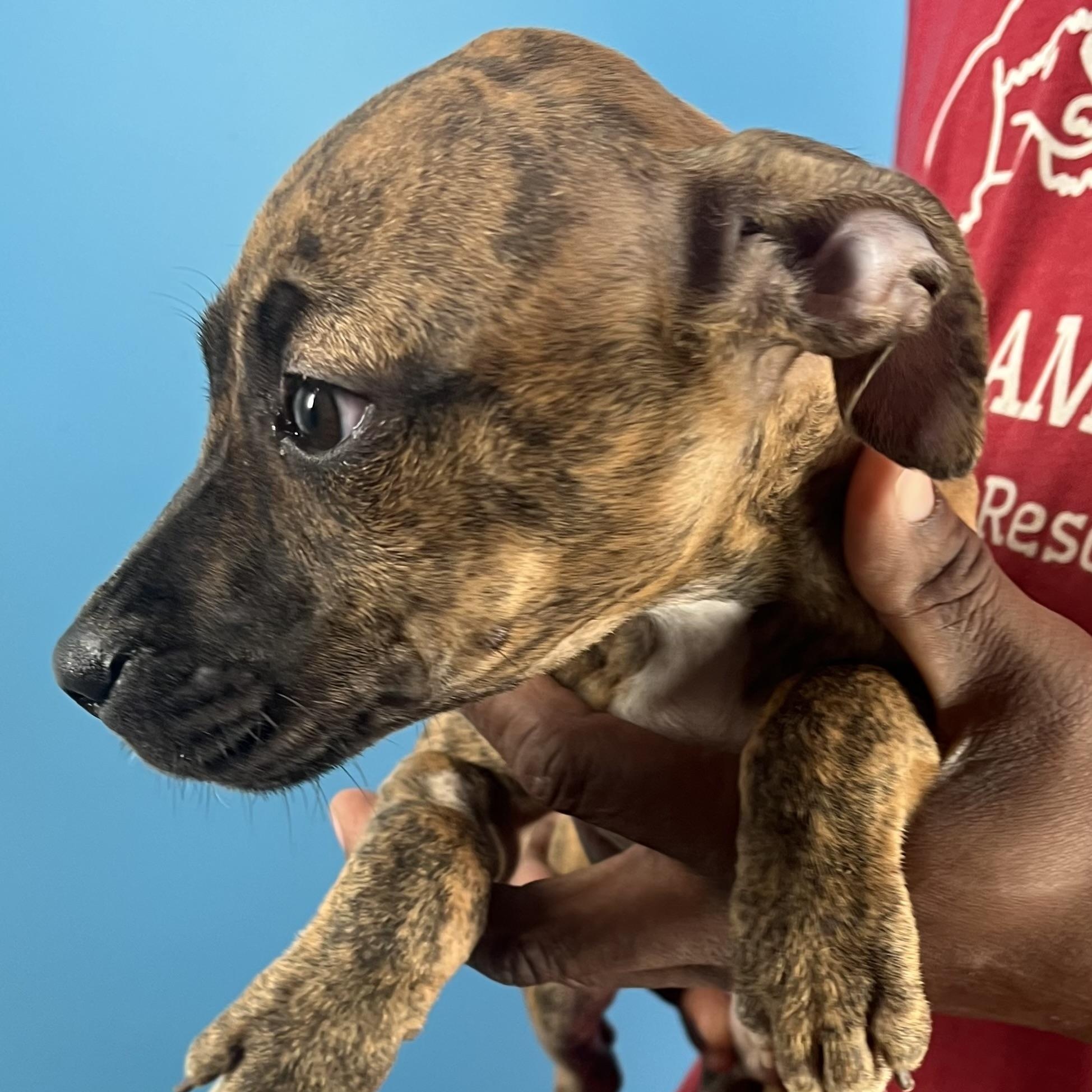 Abbey  Local Oct thumbnail 3