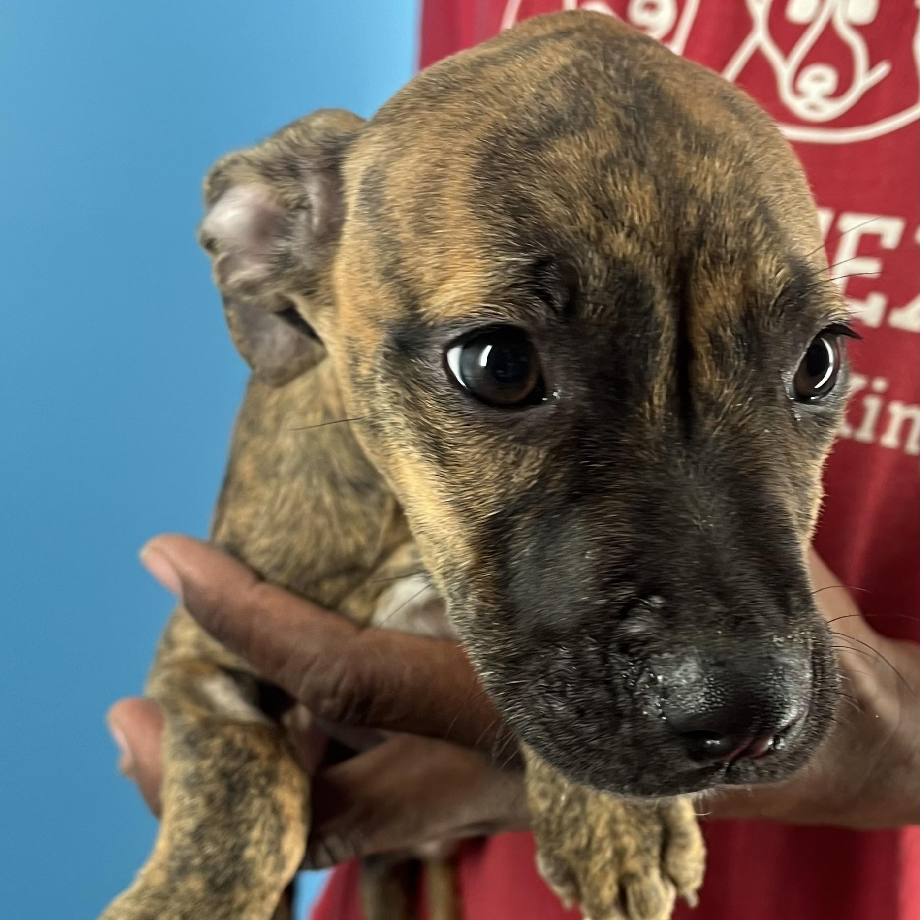 Abbey  Local Oct thumbnail 2