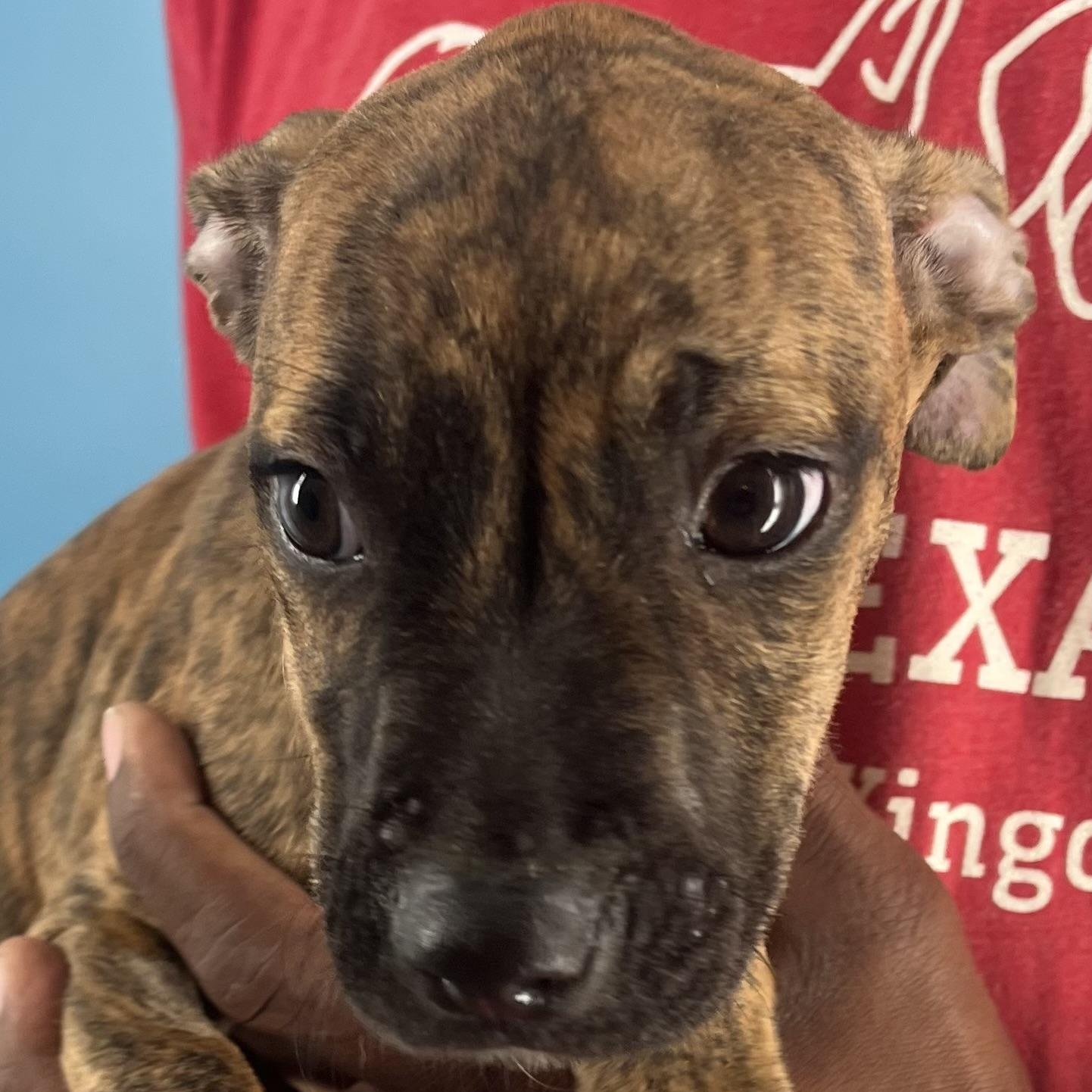 Abbey  Local Oct thumbnail 4