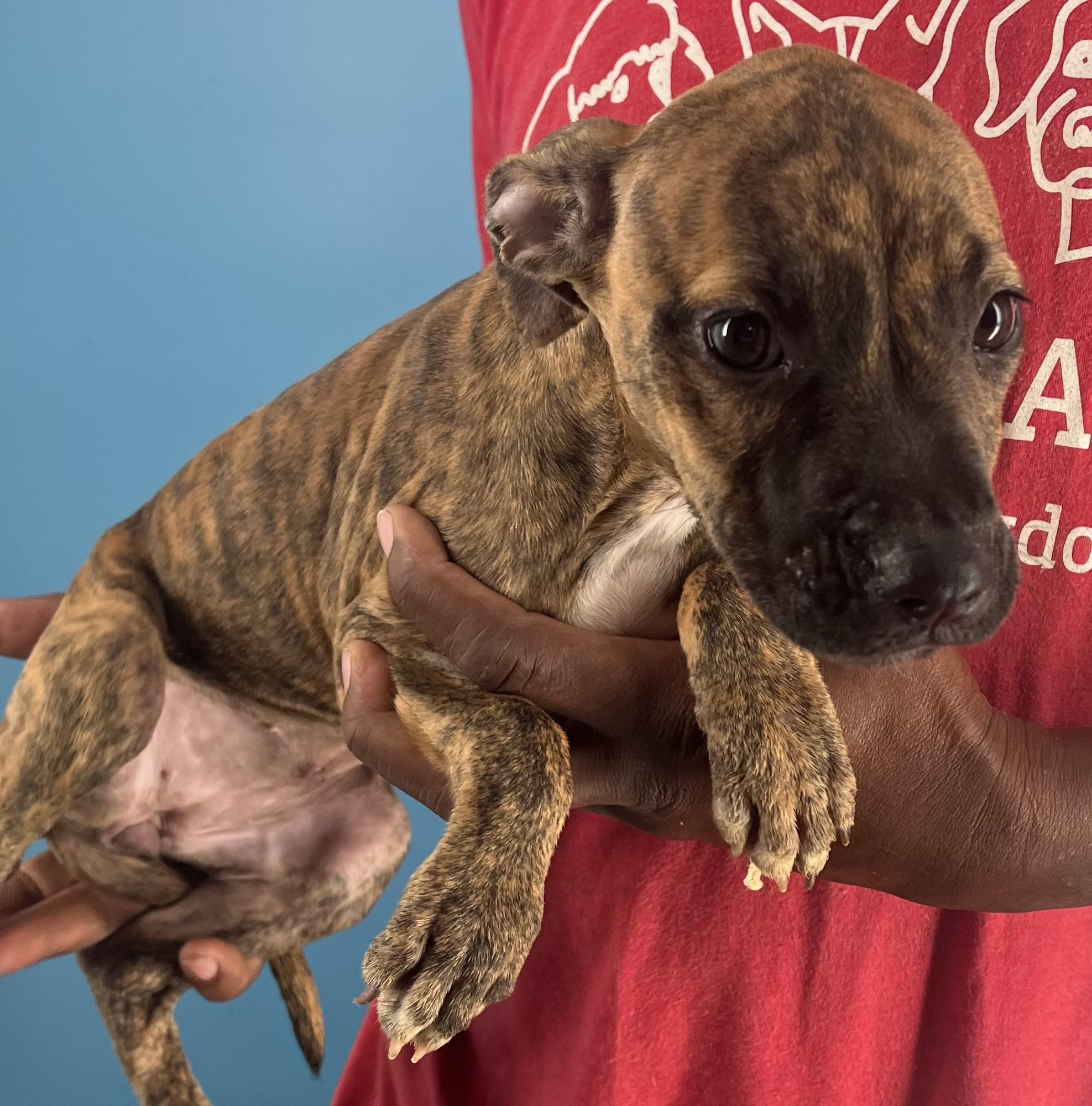 Abbey  Local Oct thumbnail 6