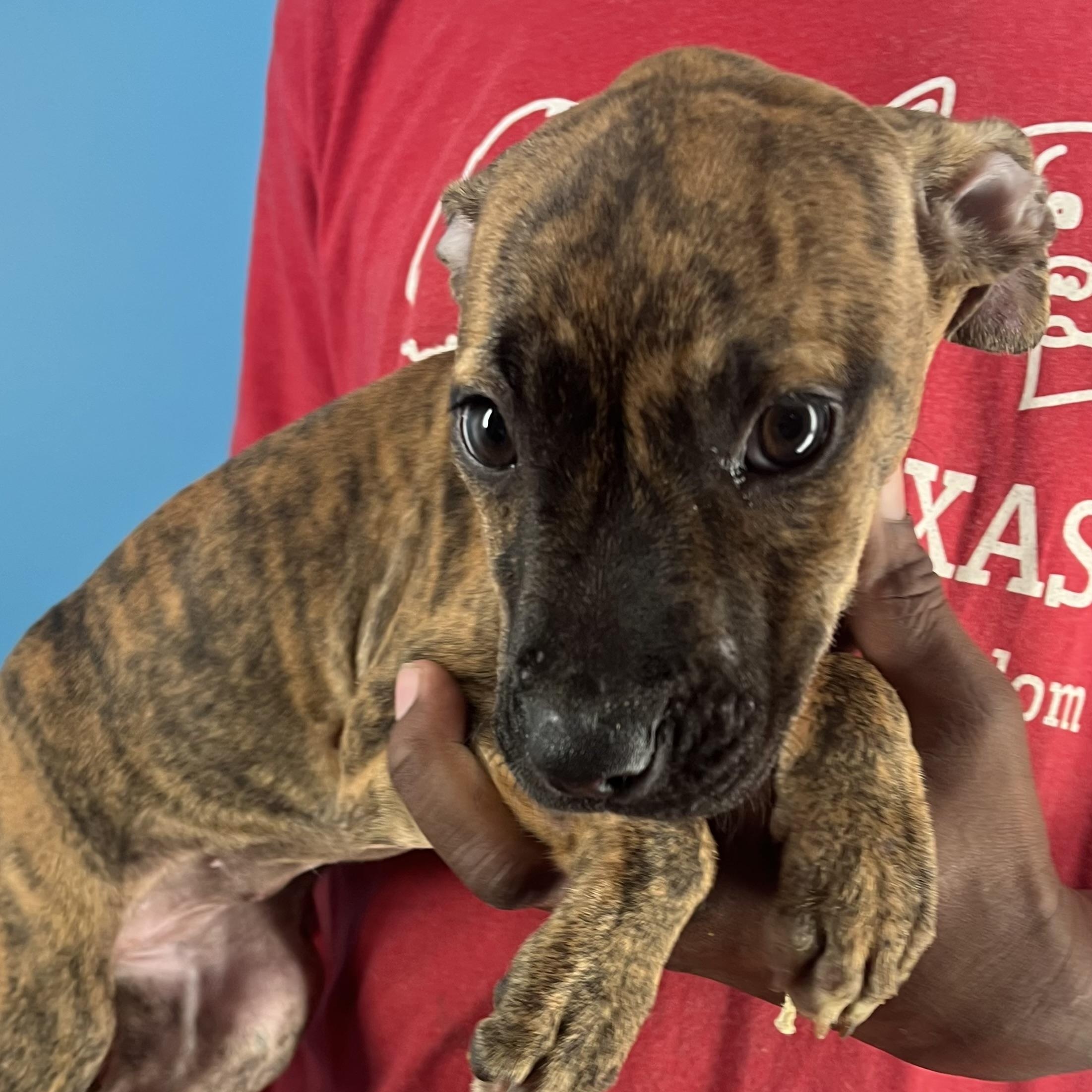 Abbey  Local Oct thumbnail 5