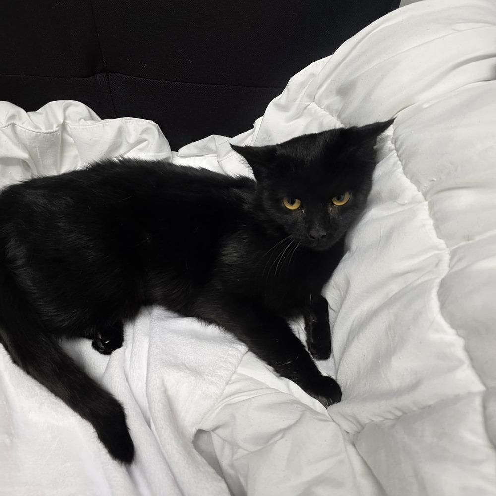 **Cat Cafe** The Void, a Adoptable Domestic Short Hair in Topeka, KS image 1/2