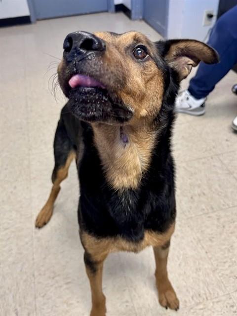 ZEUS, Adoptable, Adult Male German Shepherd Dog & Mixed Breed.