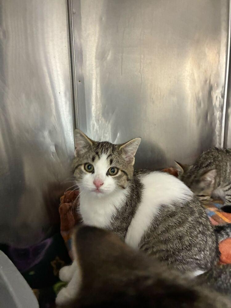 Alfred, Adoptable, Young Male Domestic Short Hair.