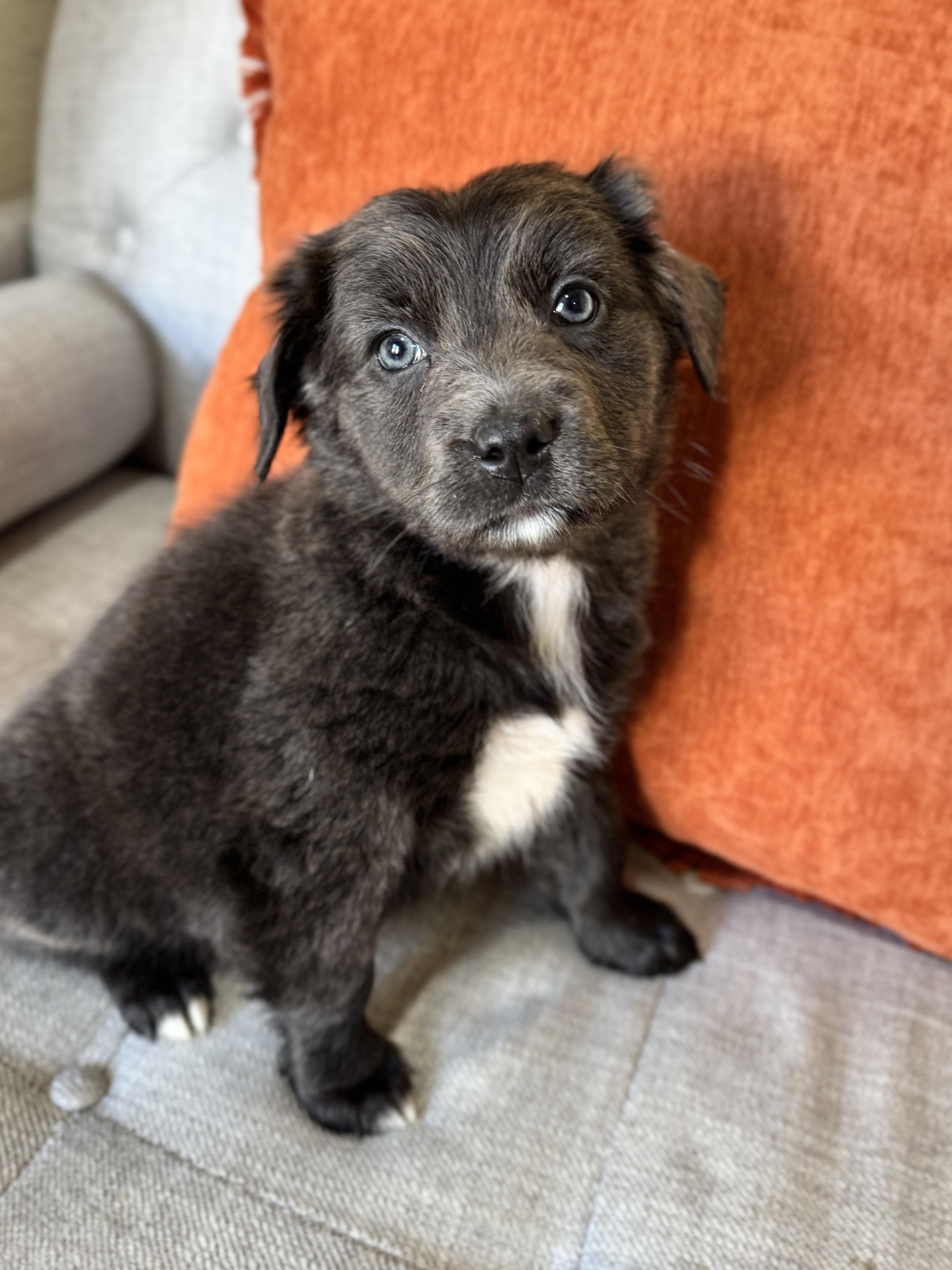 Taffy, a Adoptable mixed breed in SYLVANIA, GA image 1/6