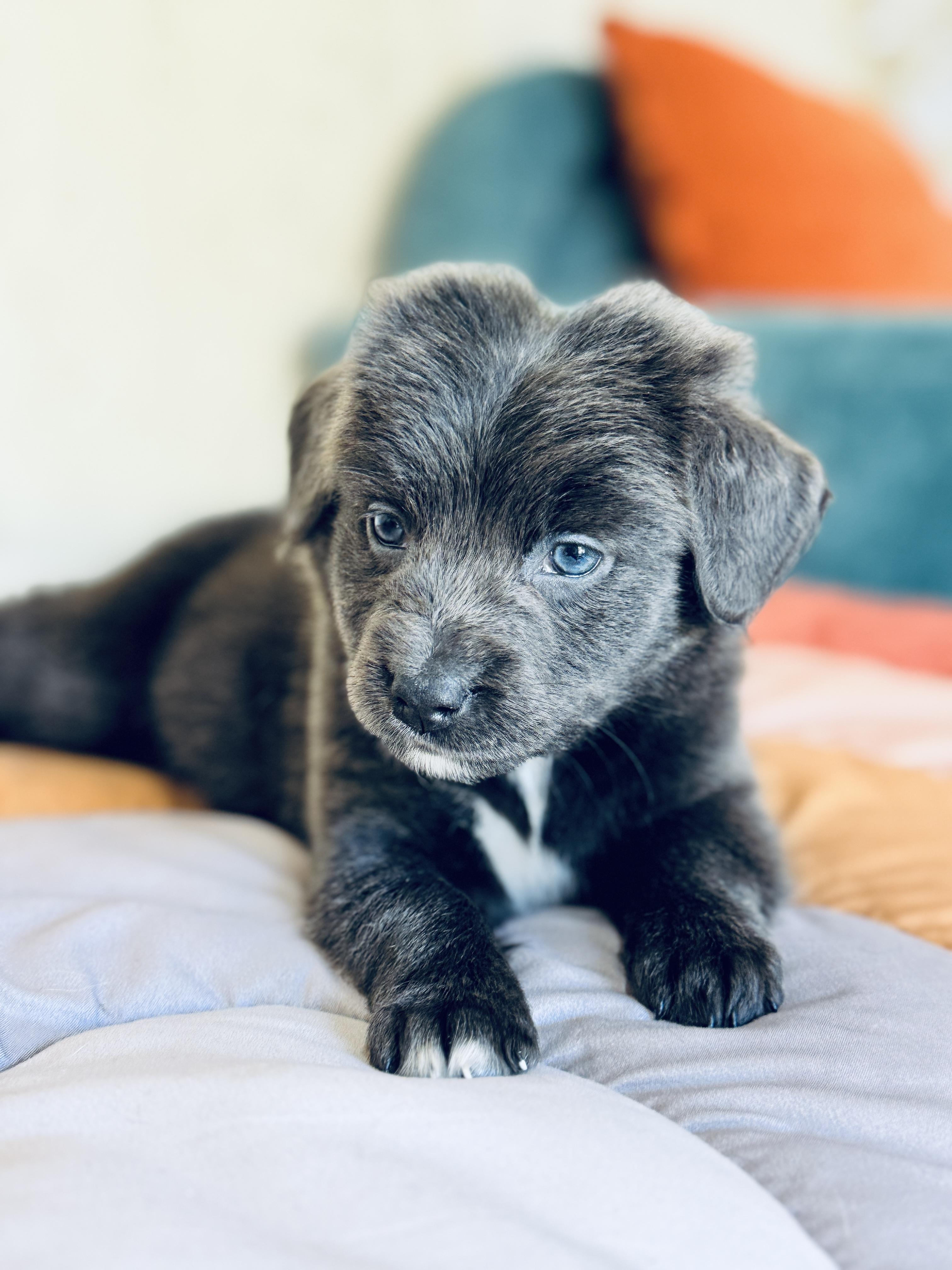 Taffy, a Adoptable mixed breed in SYLVANIA, GA image 5/6