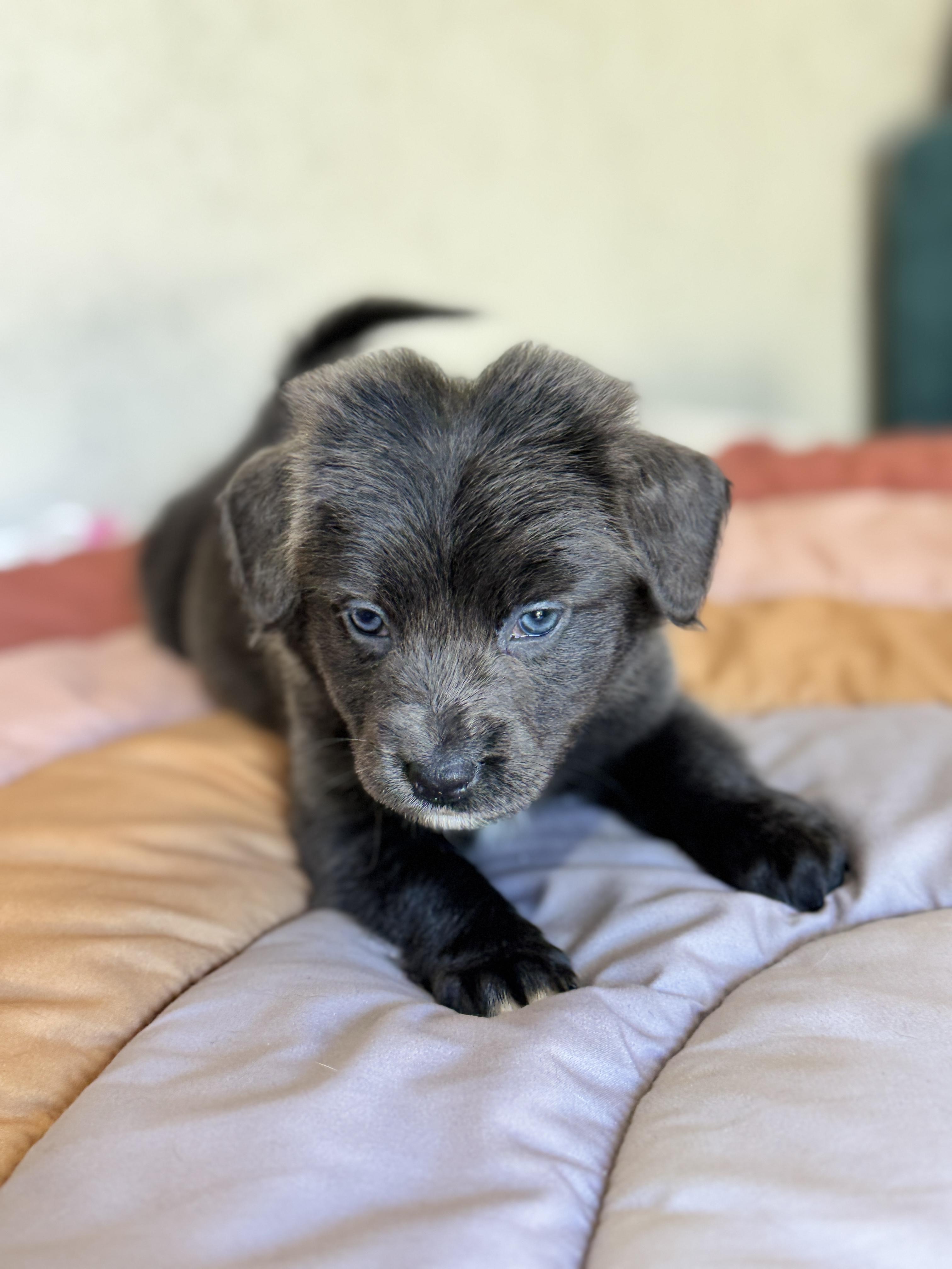 Taffy, a Adoptable mixed breed in SYLVANIA, GA image 4/6