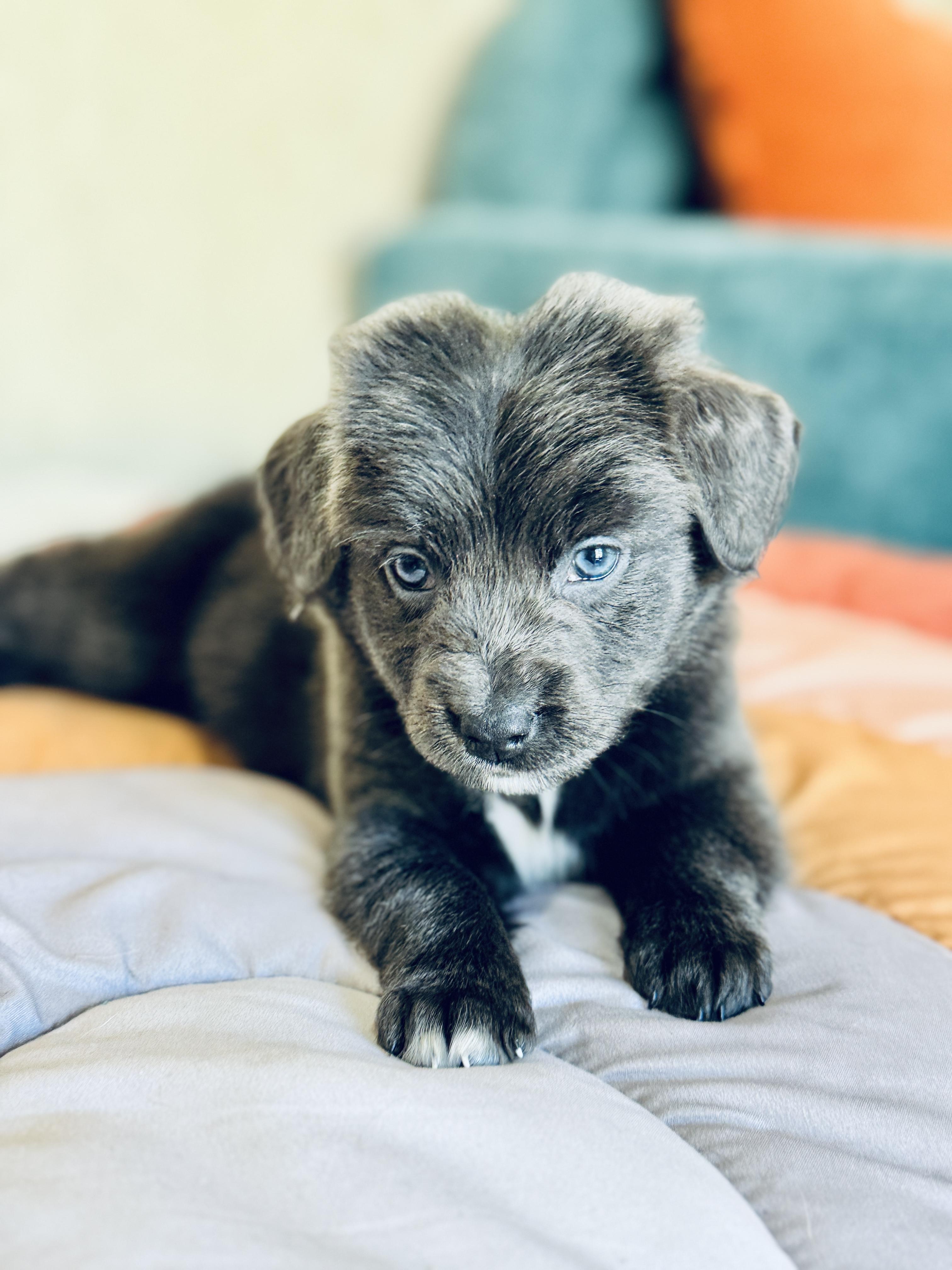 Taffy, a Adoptable mixed breed in SYLVANIA, GA image 6/6