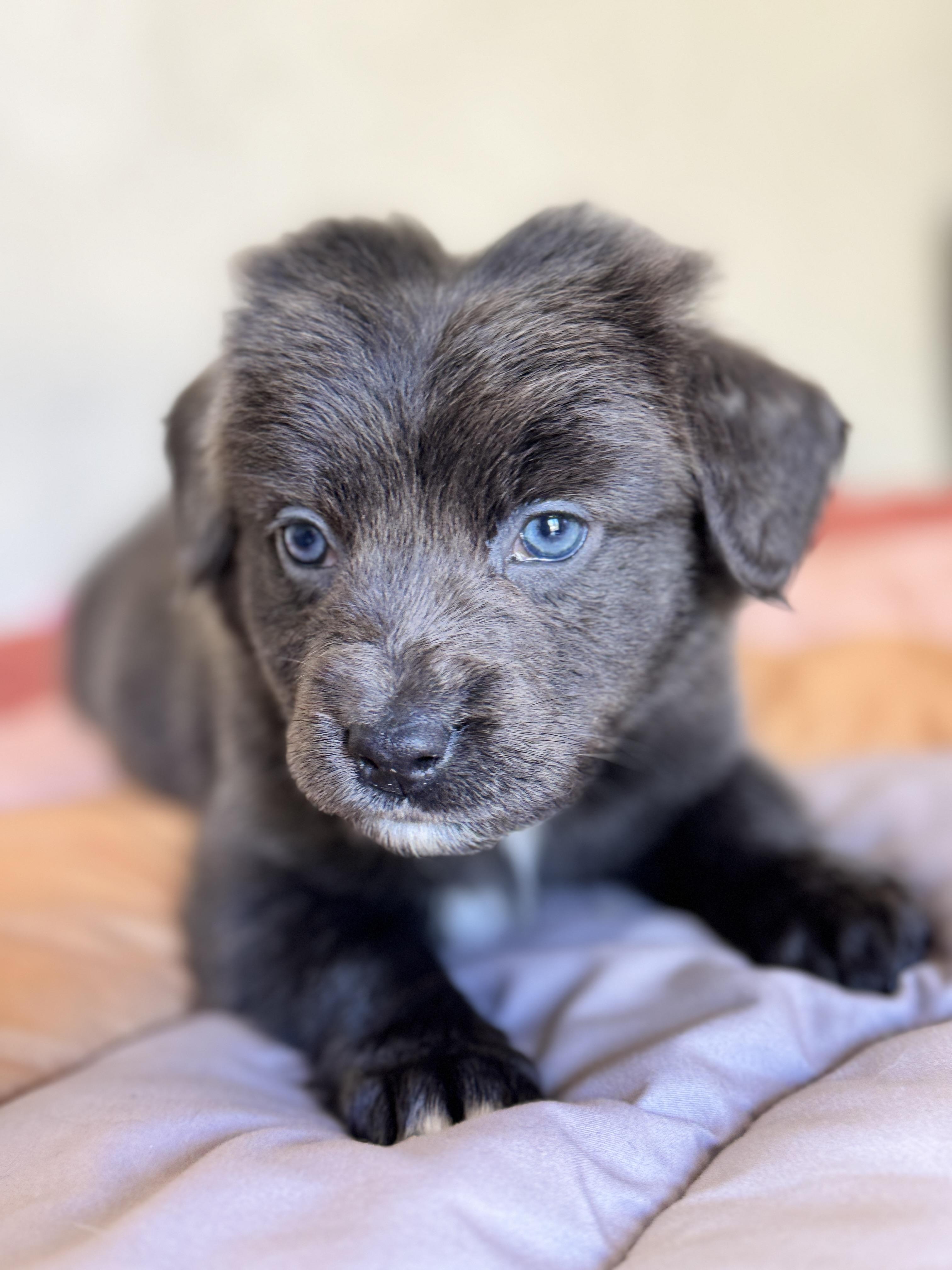 Taffy, a Adoptable mixed breed in SYLVANIA, GA image 3/6