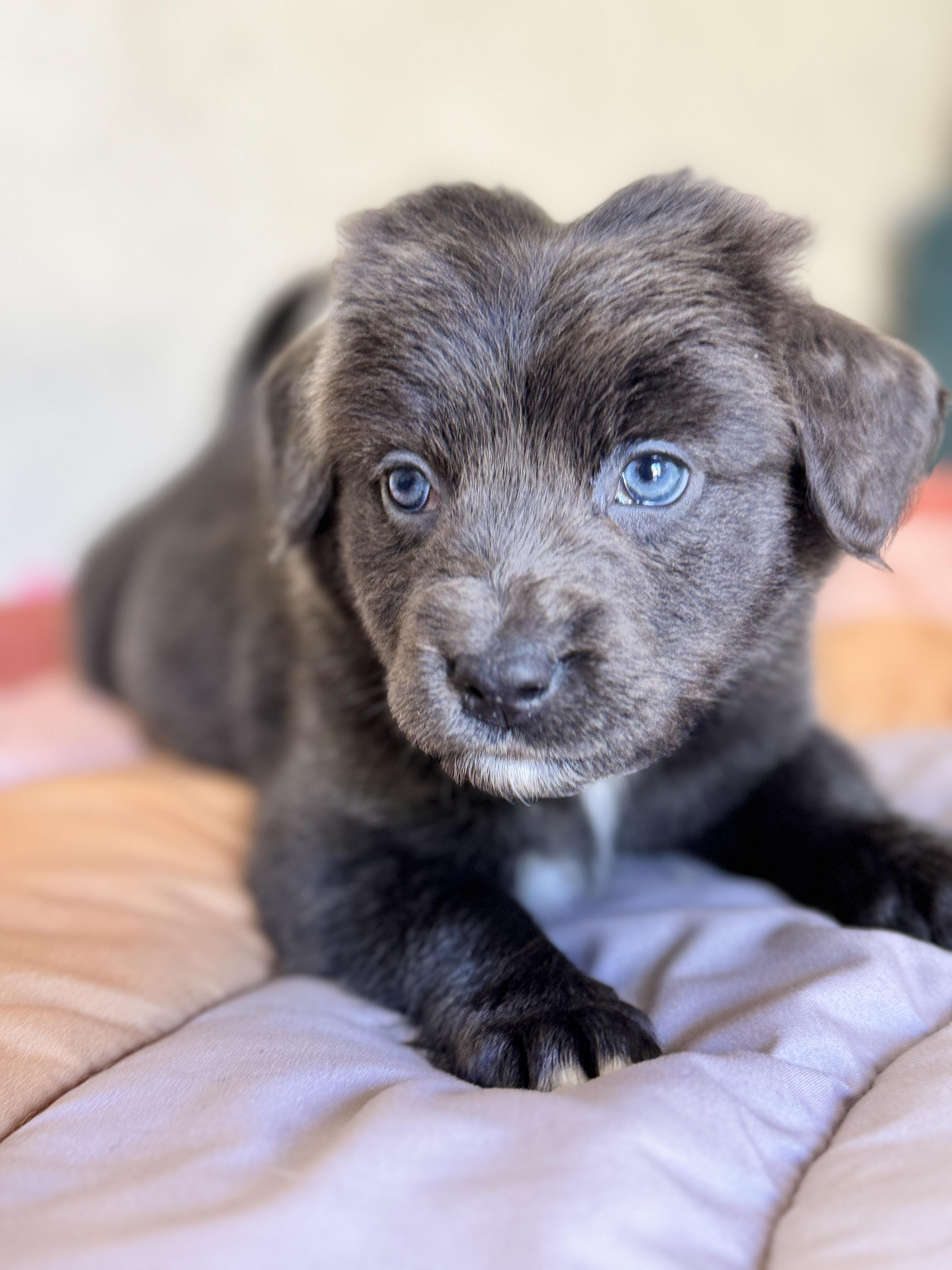 Taffy, a Adoptable mixed breed in SYLVANIA, GA image 2/6