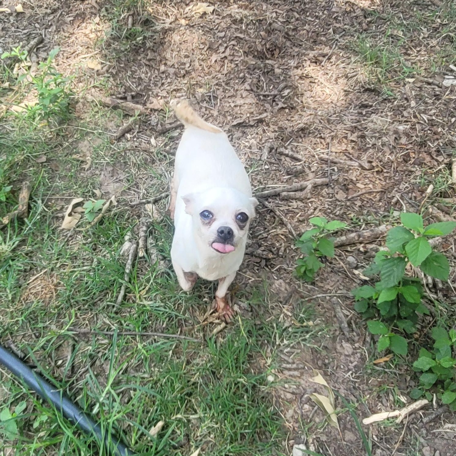 Enlarge Chiquita, a Adoptable Chihuahua in Houston, TX image 4/4