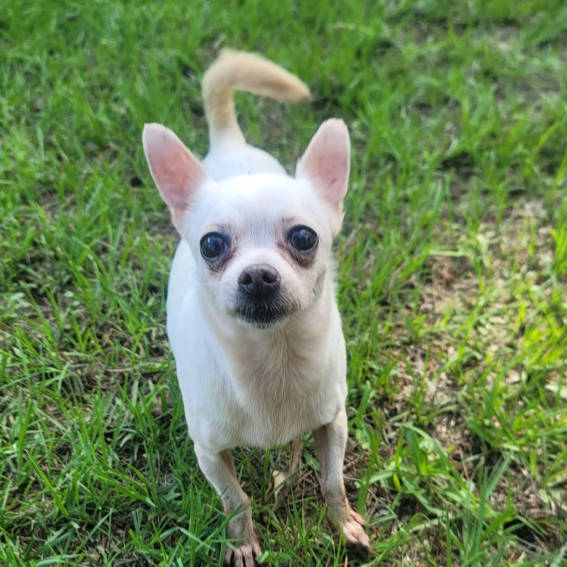 Enlarge Chiquita, a Adoptable Chihuahua in Houston, TX image 2/4