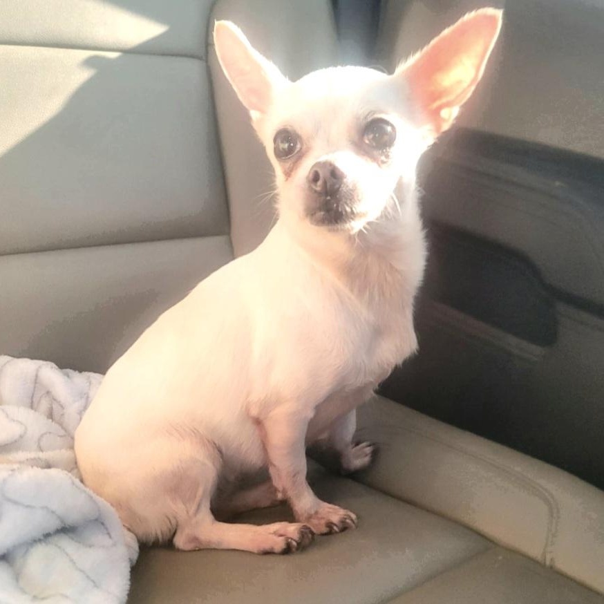 Chiquita, Adoptable, Senior Female Chihuahua.