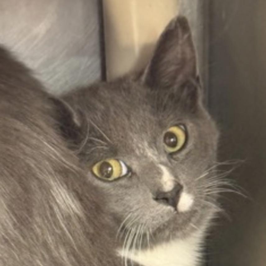 Warbler, Adoptable, Young Male Domestic Short Hair.