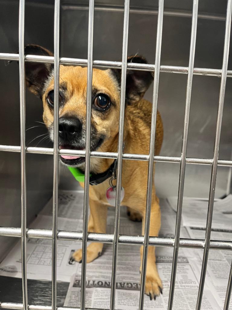 Enlarge Hino, a Adoptable mixed breed in Hopkinsville, KY image 1/2