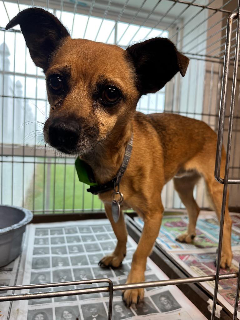 Enlarge Hino, a Adoptable mixed breed in Hopkinsville, KY image 2/2