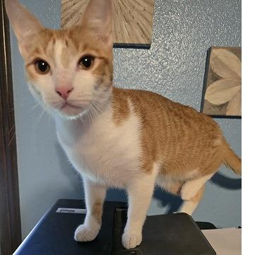 Enlarge Snickerdoodle, a Adoptable Domestic Short Hair in Baytown, TX image 1/5