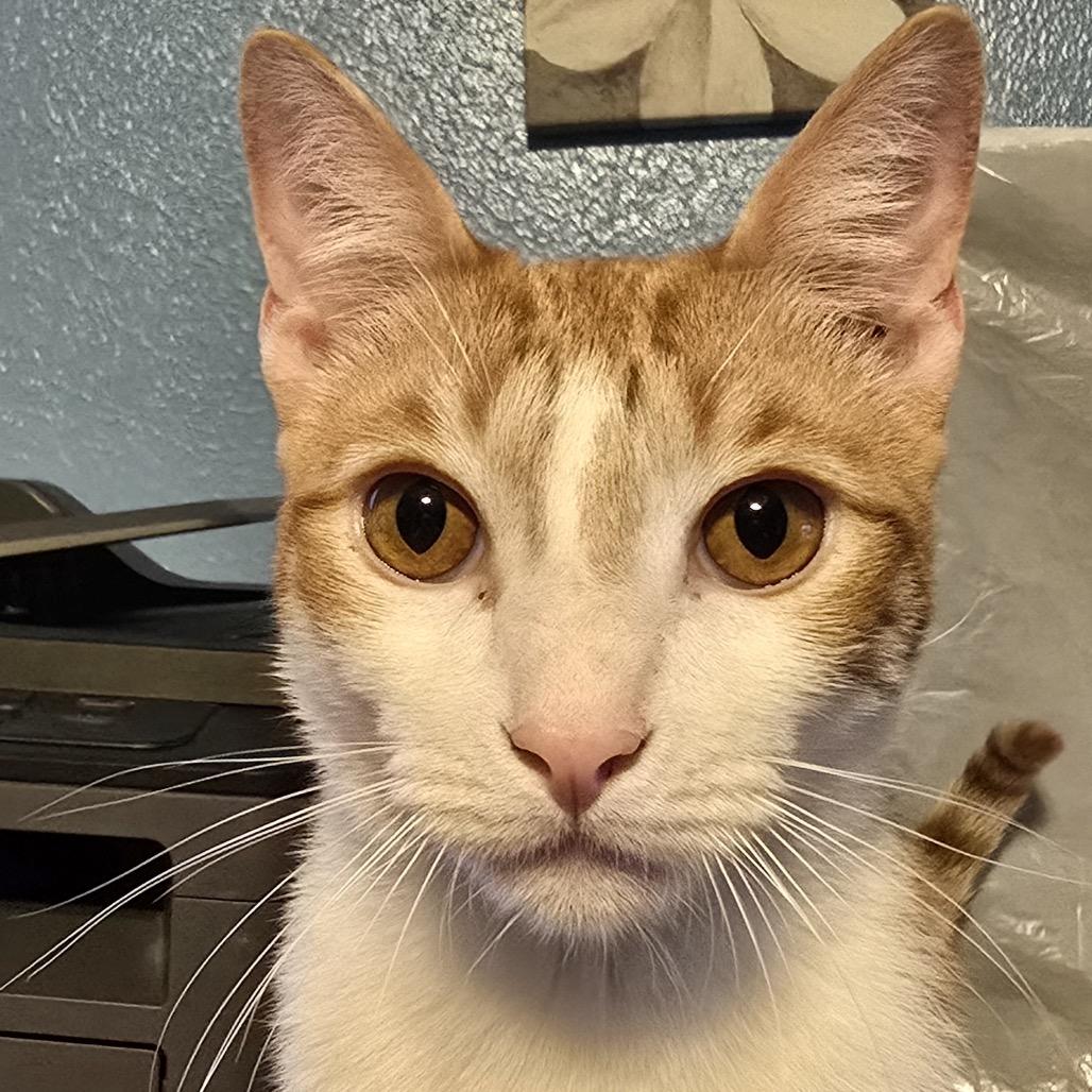 Enlarge Snickerdoodle, a Adoptable Domestic Short Hair in Baytown, TX image 2/5