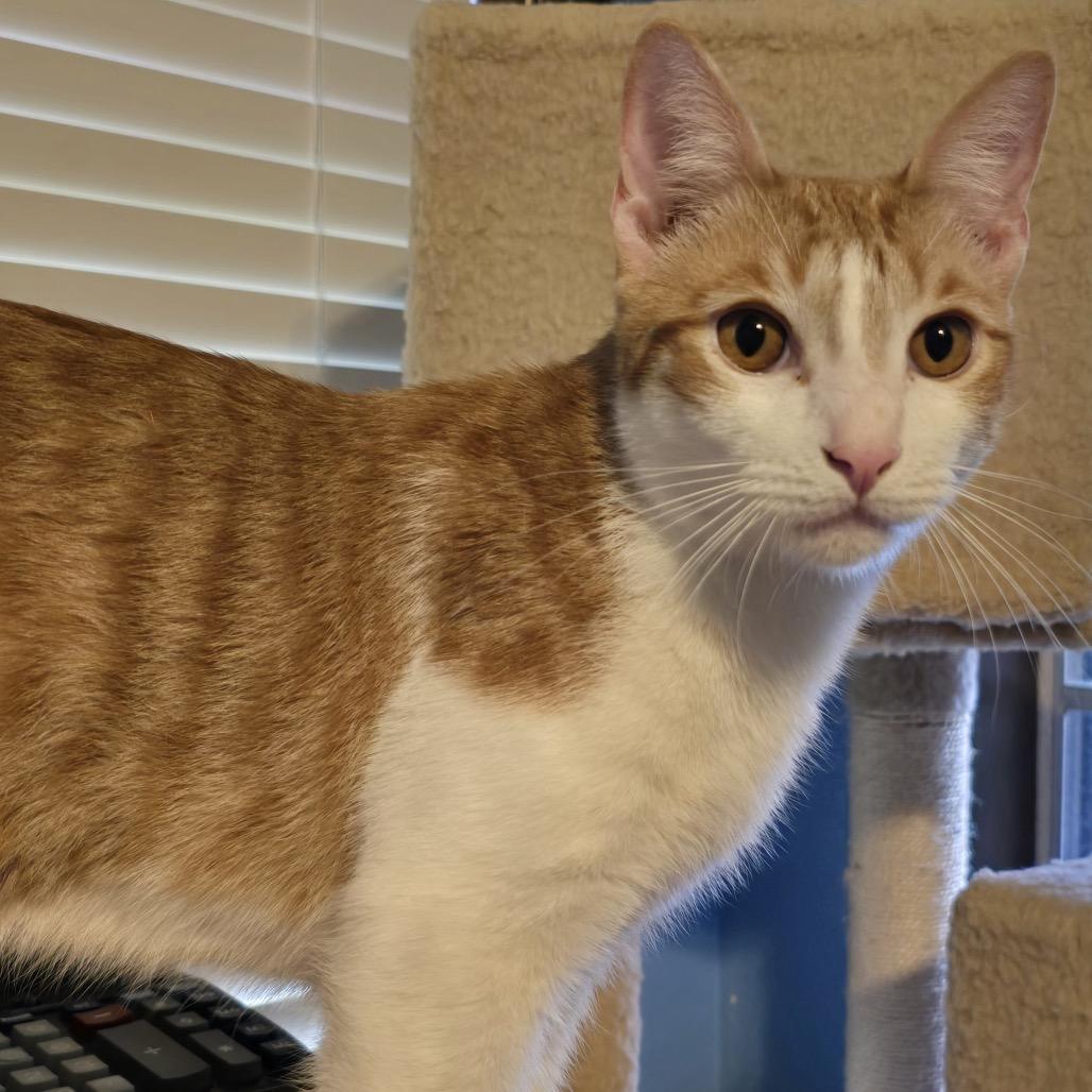 Enlarge Snickerdoodle, a Adoptable Domestic Short Hair in Baytown, TX image 3/5