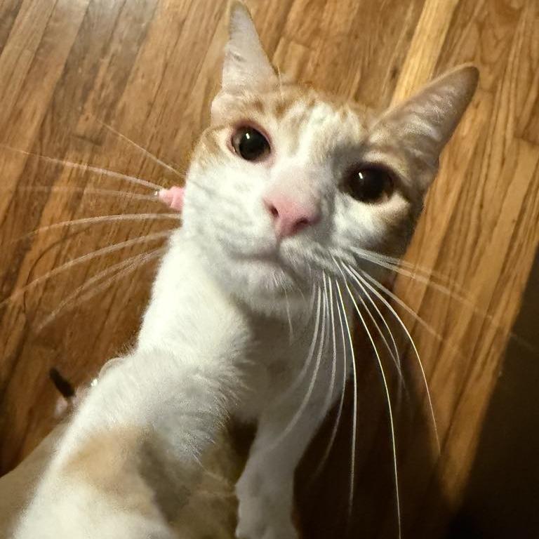 Enlarge Snickerdoodle, a Adoptable Domestic Short Hair in Baytown, TX image 4/5