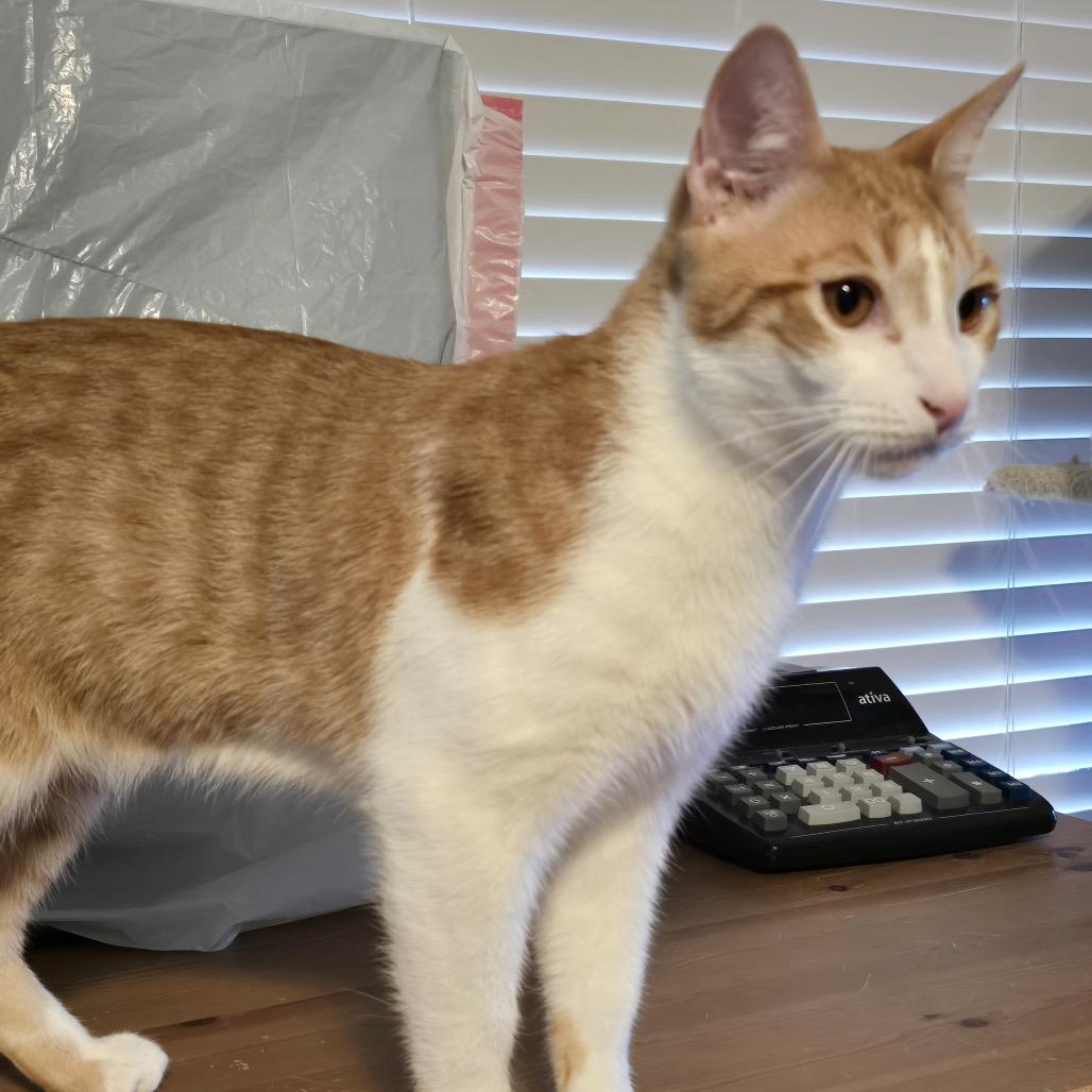 Enlarge Snickerdoodle, a Adoptable Domestic Short Hair in Baytown, TX image 5/5