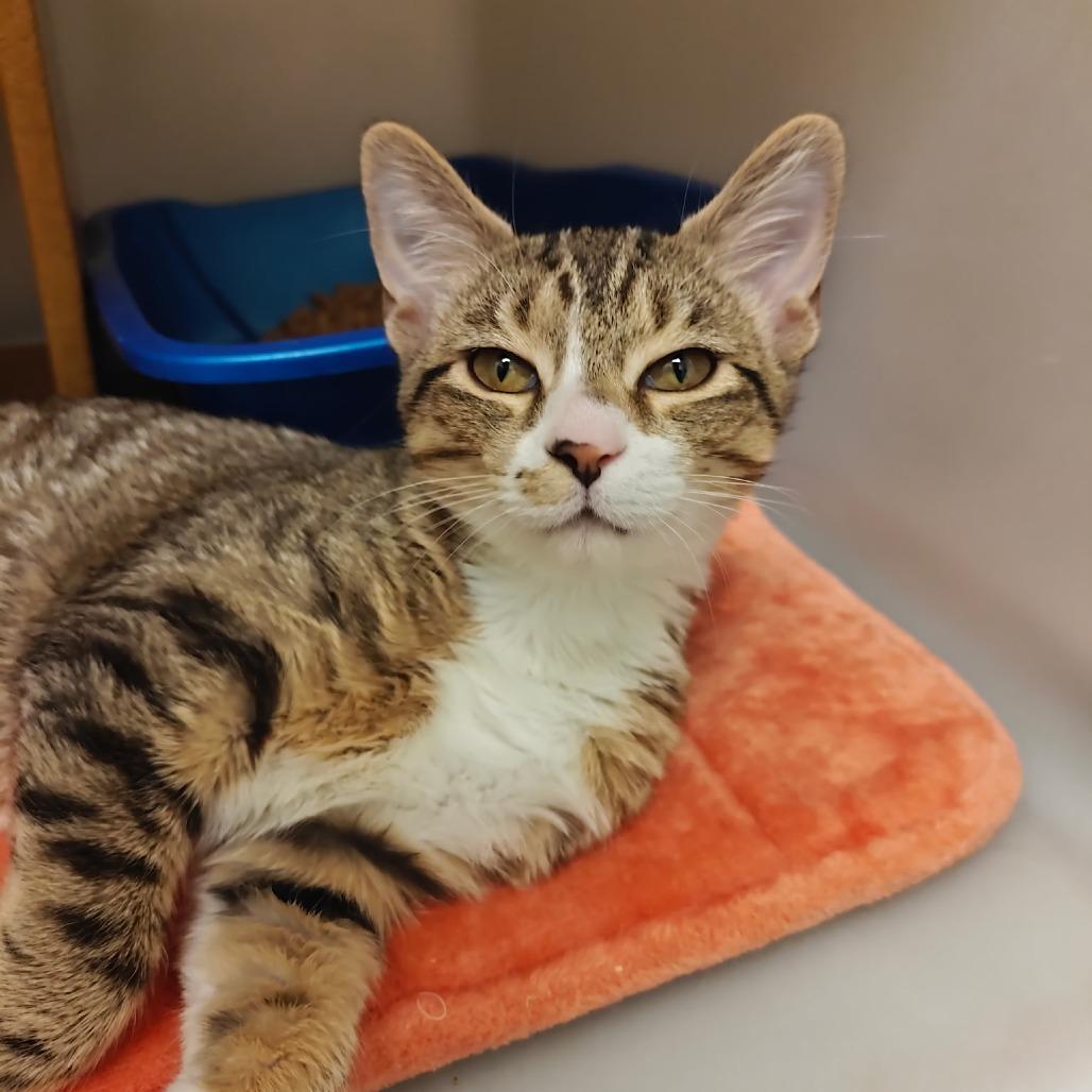 Daisy — thumbnail 2