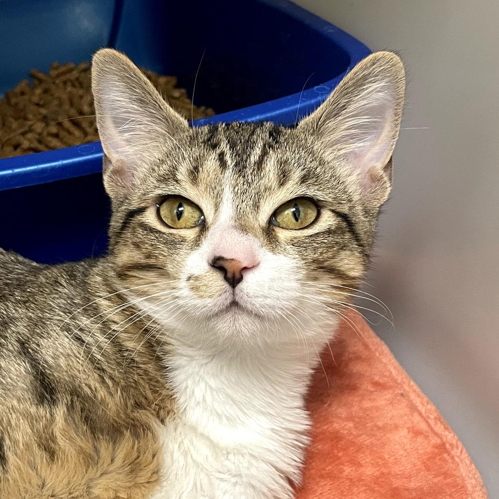 Daisy — thumbnail 3