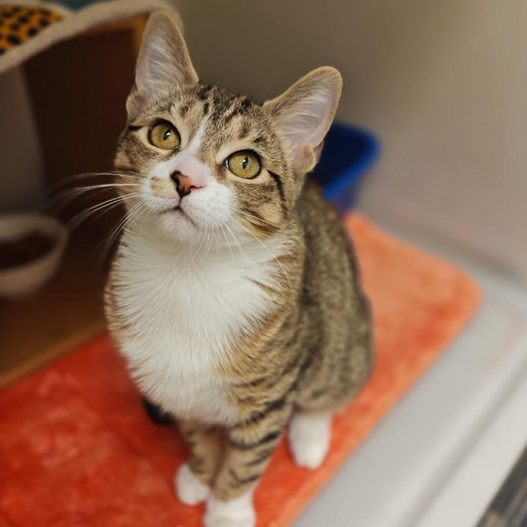 Daisy — thumbnail 4