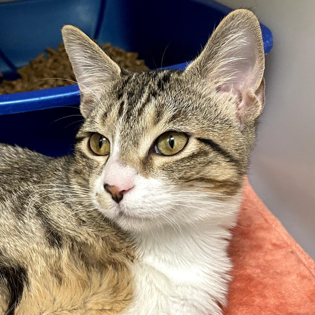 Daisy — thumbnail 5