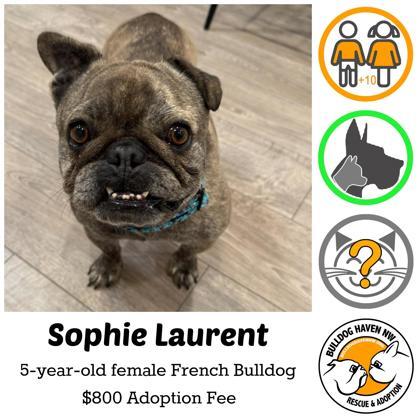 SOPHIE LAURENT, a ADOPTABLE French Bulldog in Bonney Lake, WA image 1/2