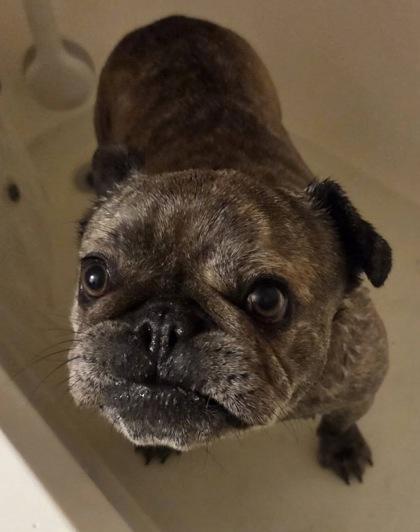 SOPHIE LAURENT, a ADOPTABLE French Bulldog in Bonney Lake, WA image 2/2