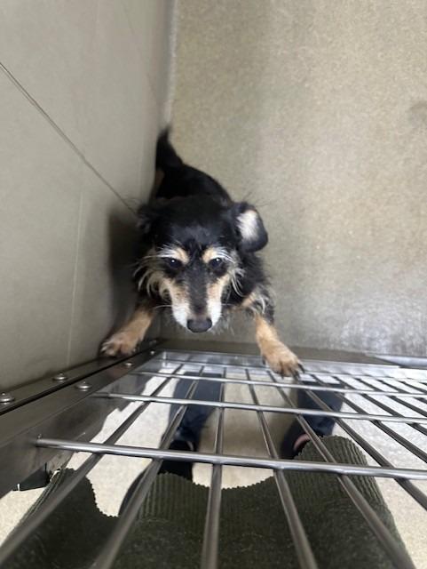 Enlarge CRITTER, a Adoptable mixed breed in Rome, GA image 2/2