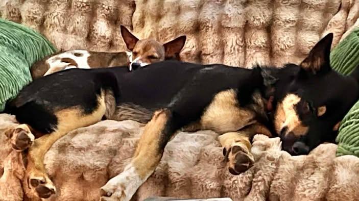 Strawberry!, a ADOPTABLE mixed breed in Roseville, CA image 3/6