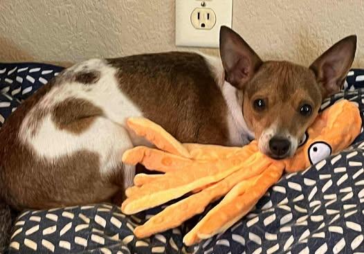 Strawberry!, a ADOPTABLE mixed breed in Roseville, CA image 2/6