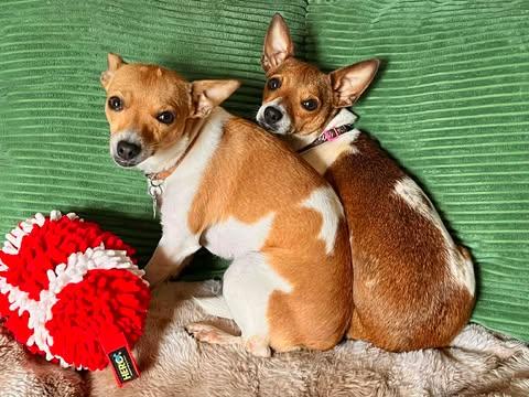 Strawberry!, a ADOPTABLE mixed breed in Roseville, CA image 4/6