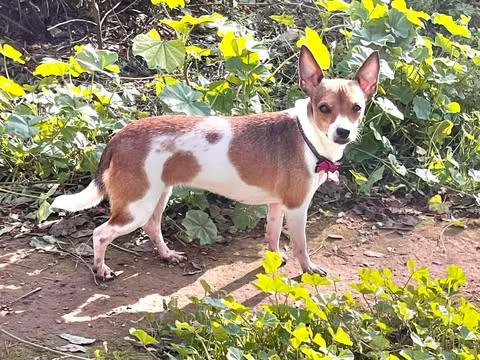 Strawberry!, ADOPTABLE, Young Female Chihuahua.
