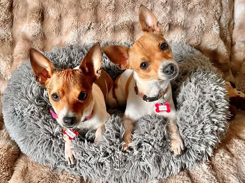 Strawberry!, a ADOPTABLE mixed breed in Roseville, CA image 5/6