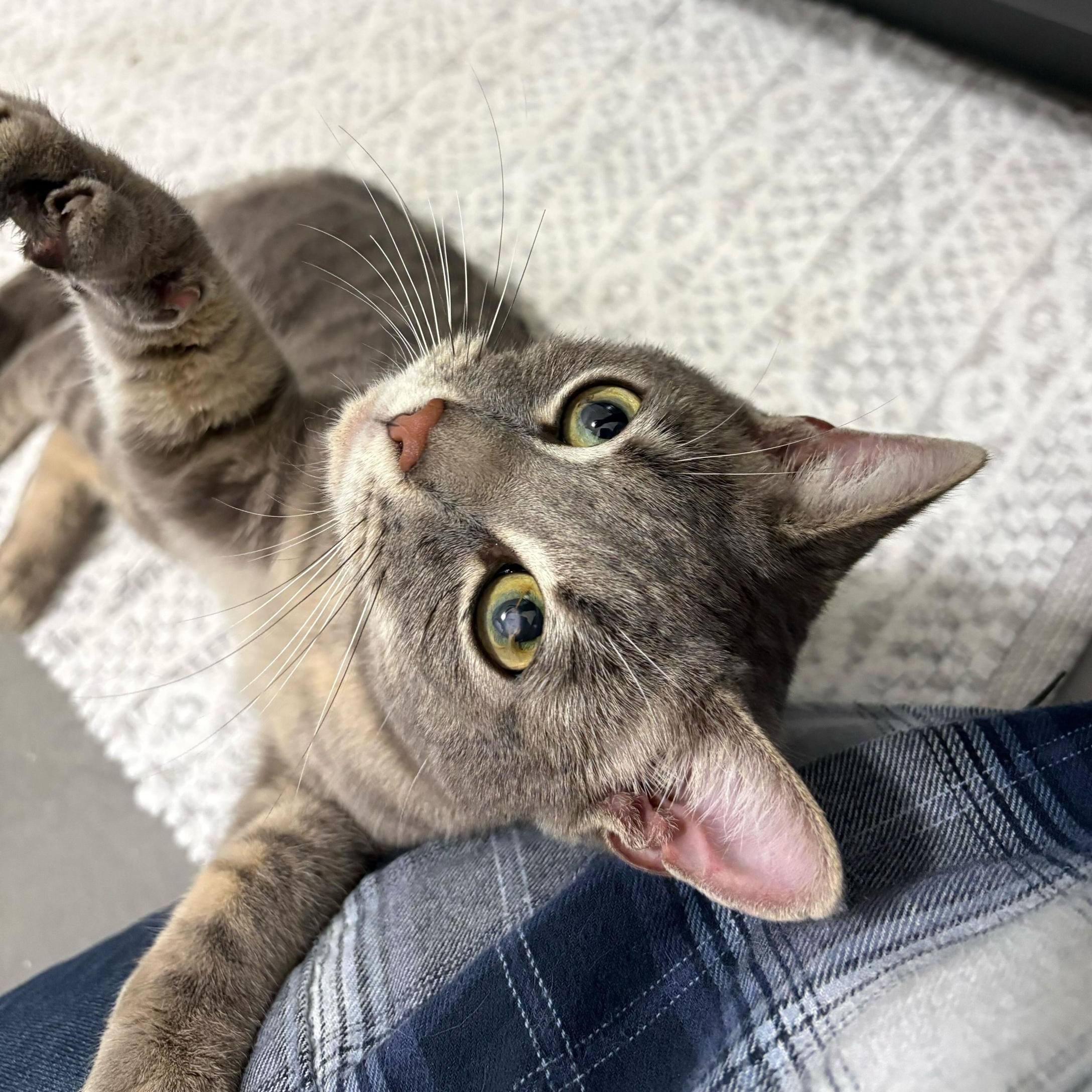 Drew, an adopted Domestic Short Hair in Anderson , SC image 4/6