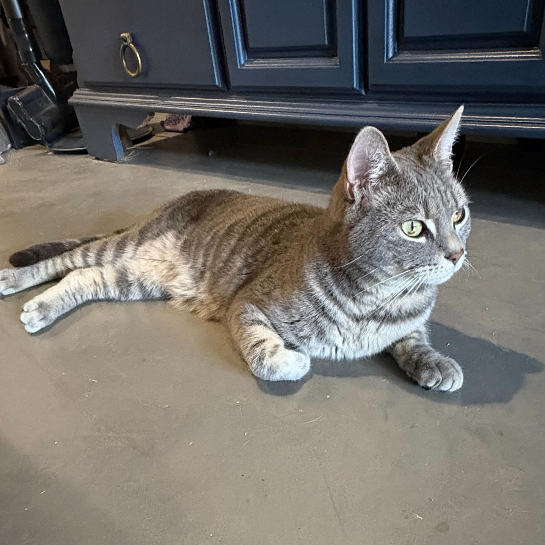Drew, an adopted Domestic Short Hair in Anderson , SC image 1/6