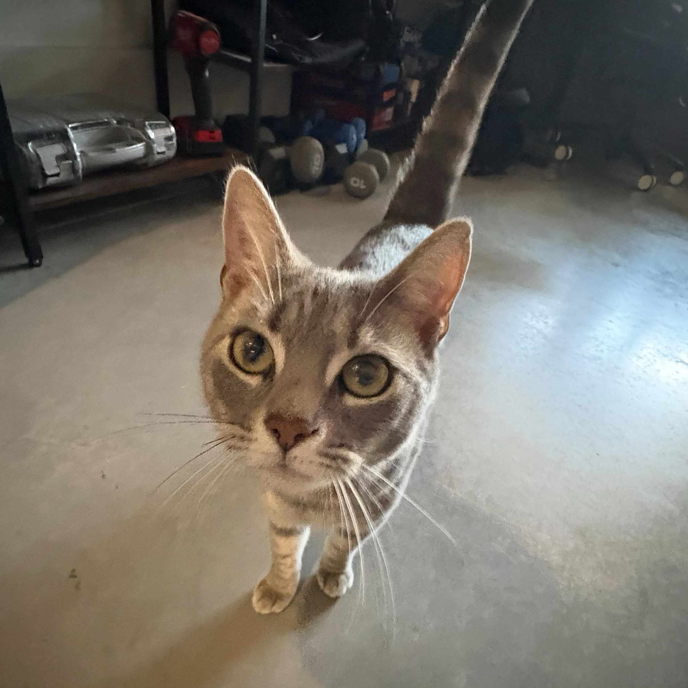 Drew, an adopted Domestic Short Hair in Anderson , SC image 2/6
