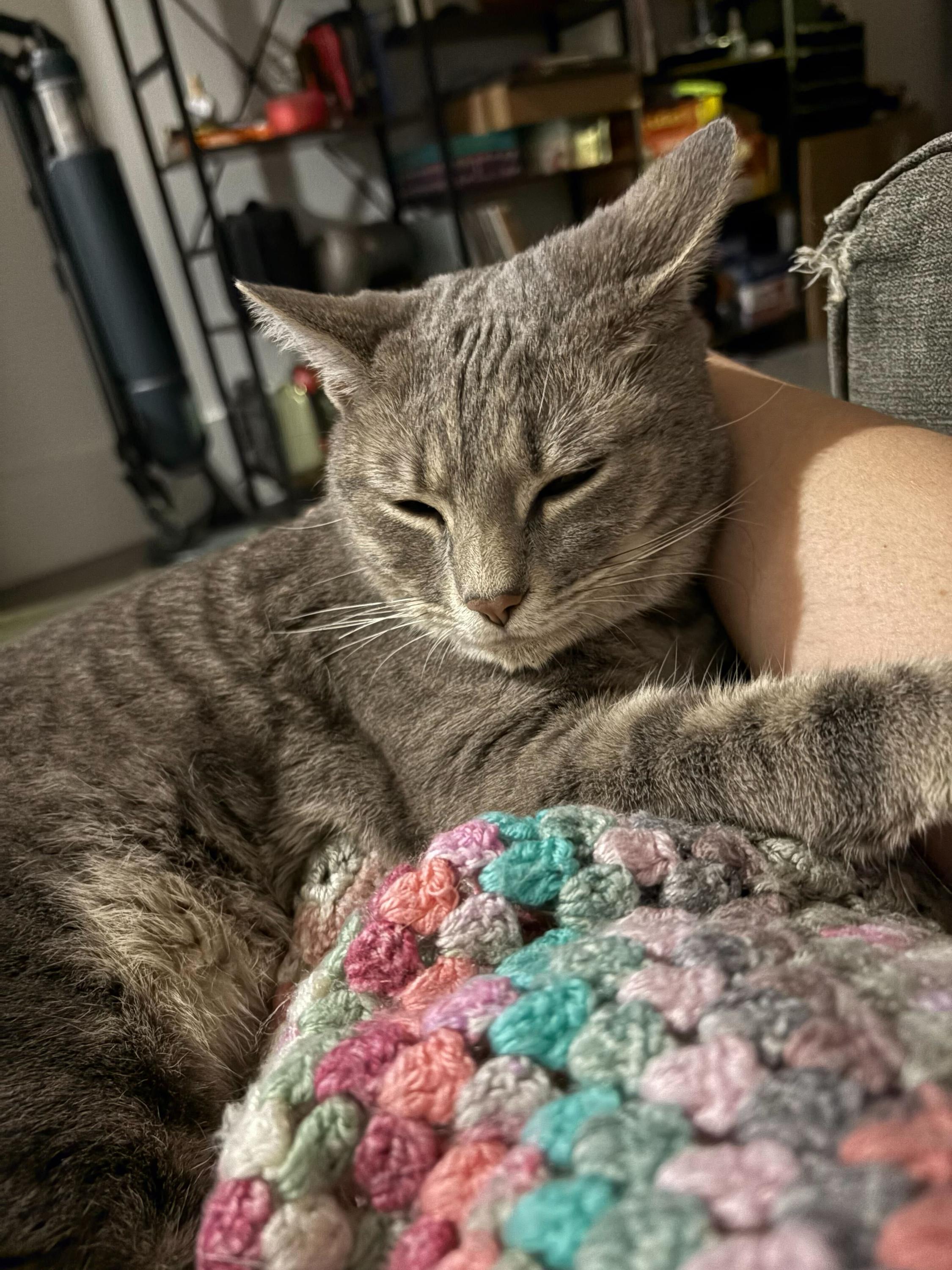 Drew, an adopted Domestic Short Hair in Anderson , SC image 5/6