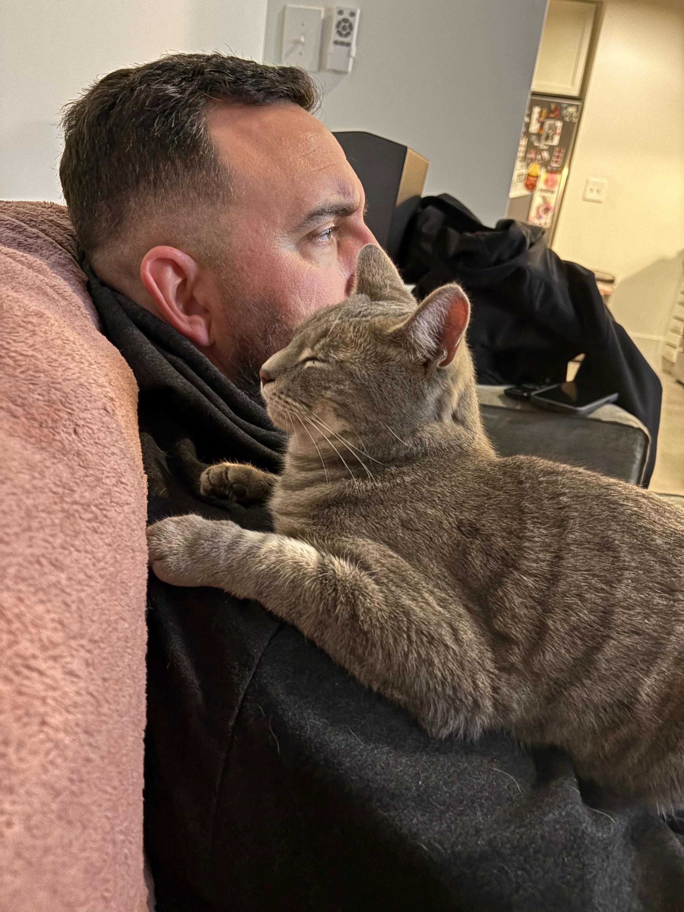 Drew, an adopted Domestic Short Hair in Anderson , SC image 3/6