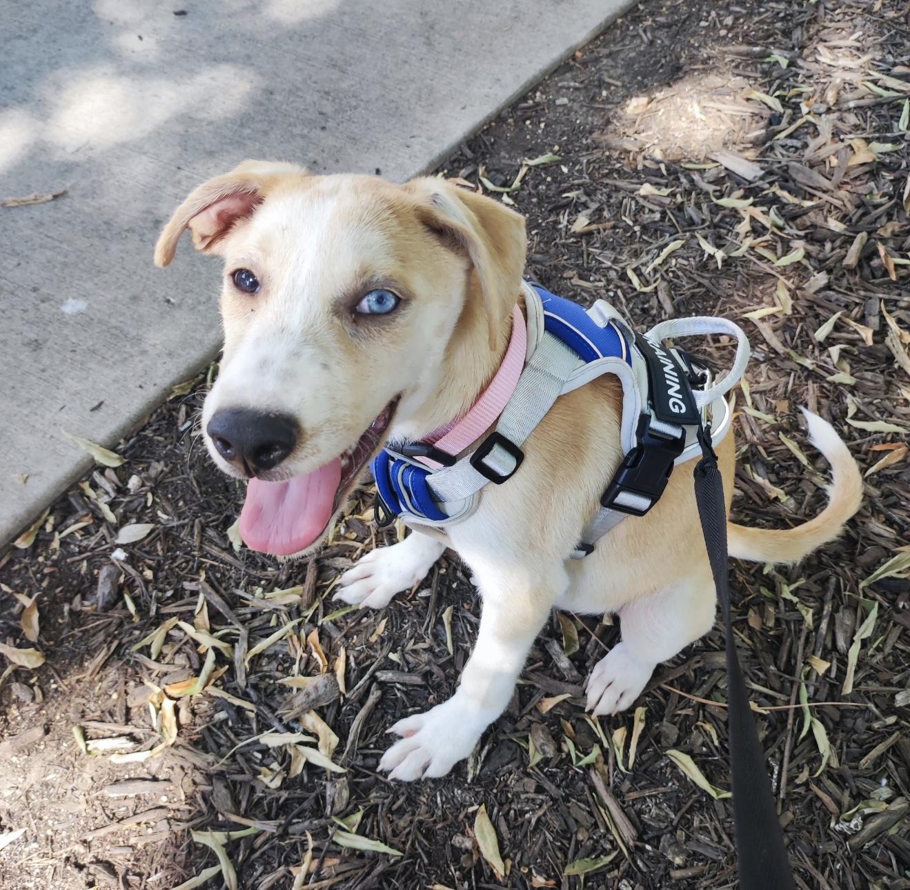 Vanilla, Adoptable, Young Female Siberian Husky & Catahoula Leopard Dog.