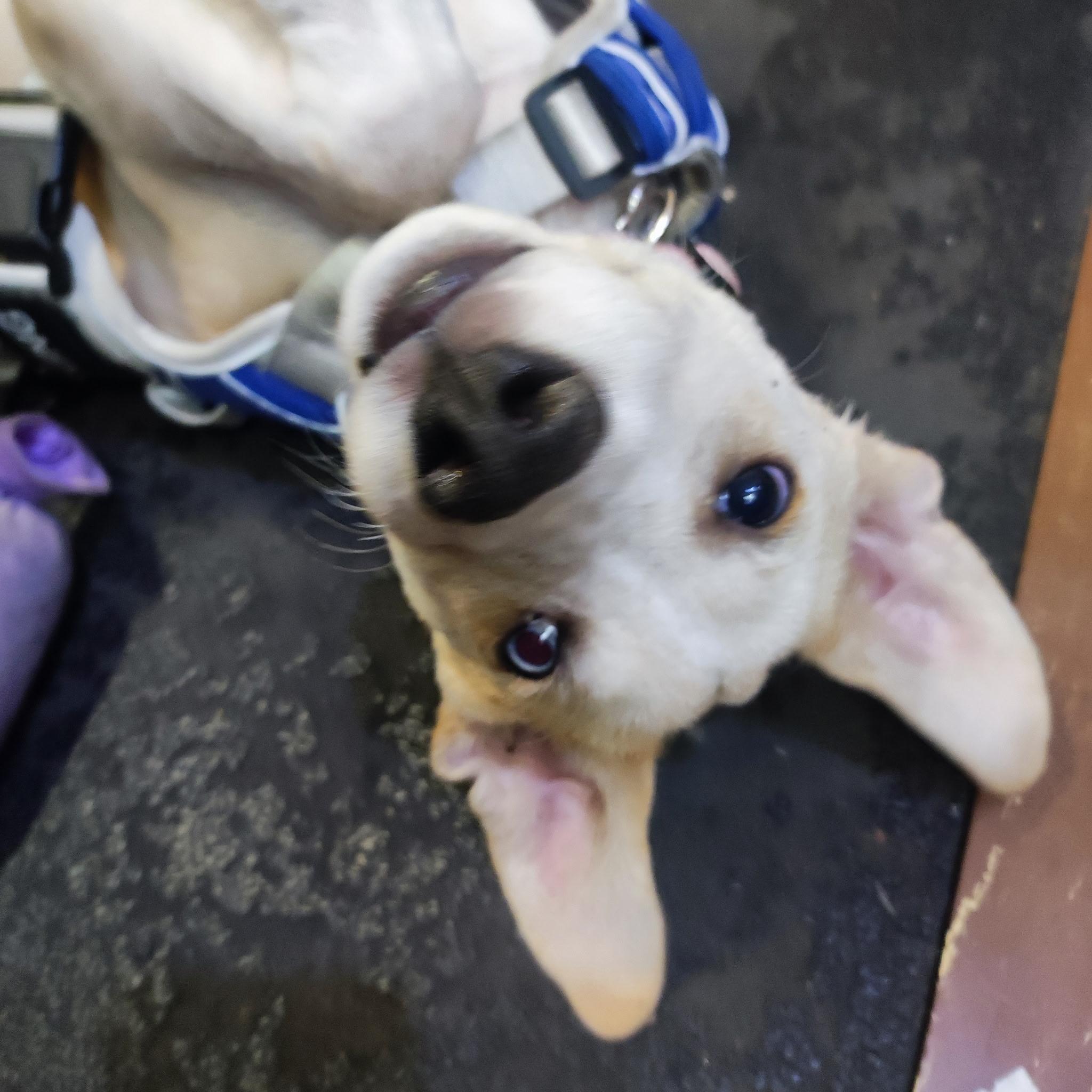 Enlarge Vanilla, a Adoptable mixed breed in Denver, CO image 2/6