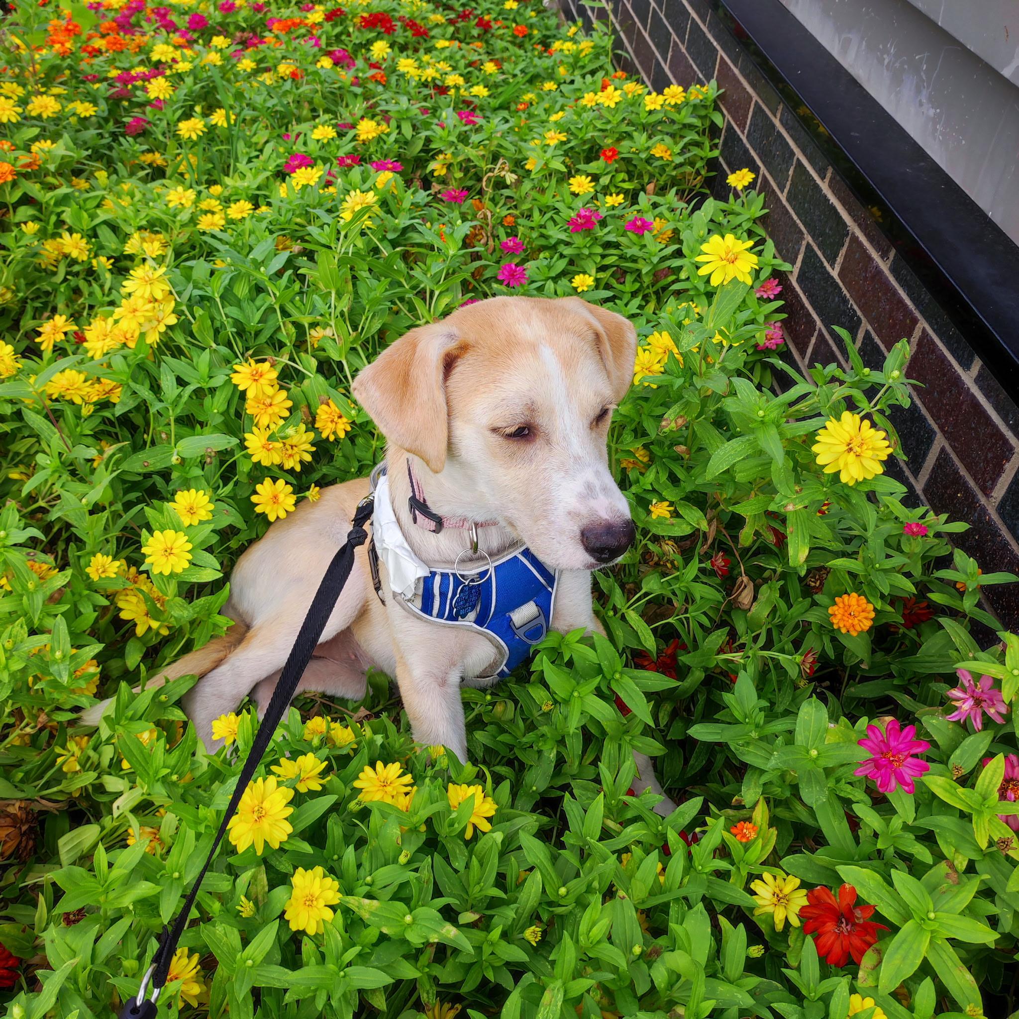 Enlarge Vanilla, a Adoptable mixed breed in Denver, CO image 3/6