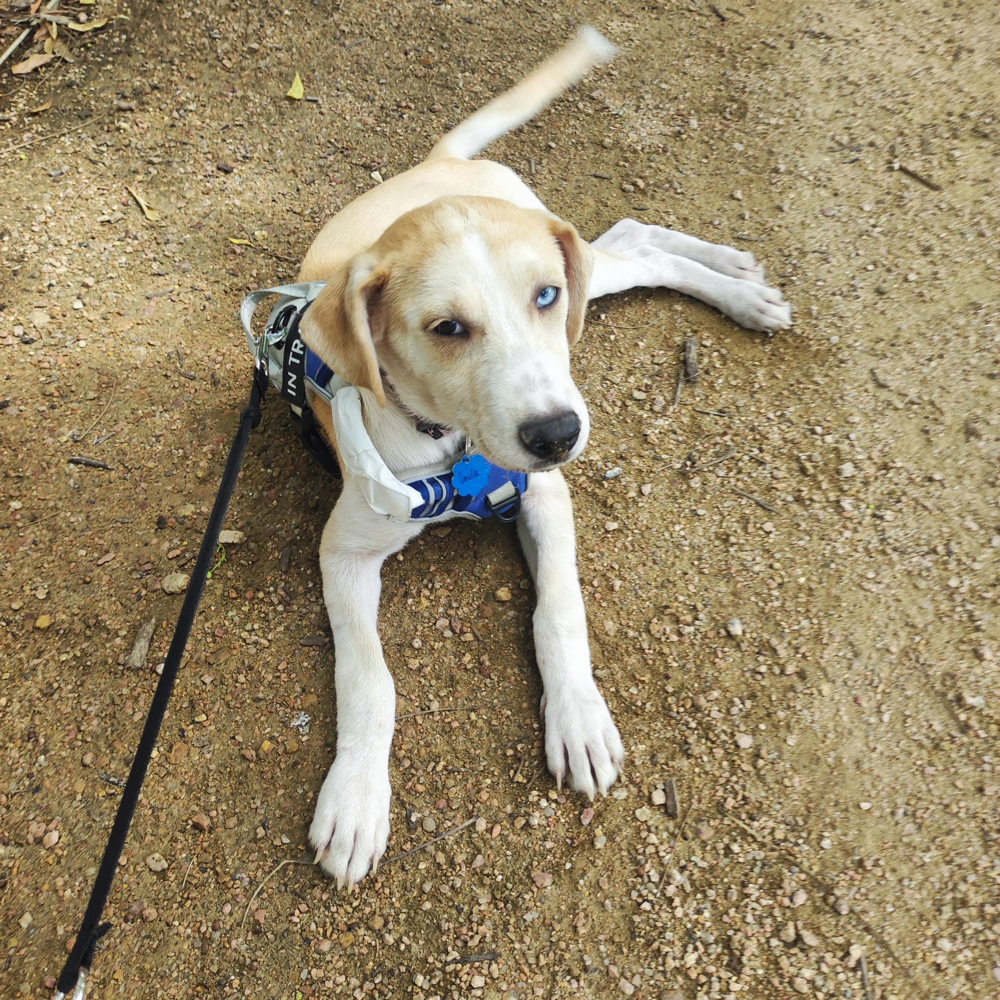 Enlarge Vanilla, a Adoptable mixed breed in Denver, CO image 4/6