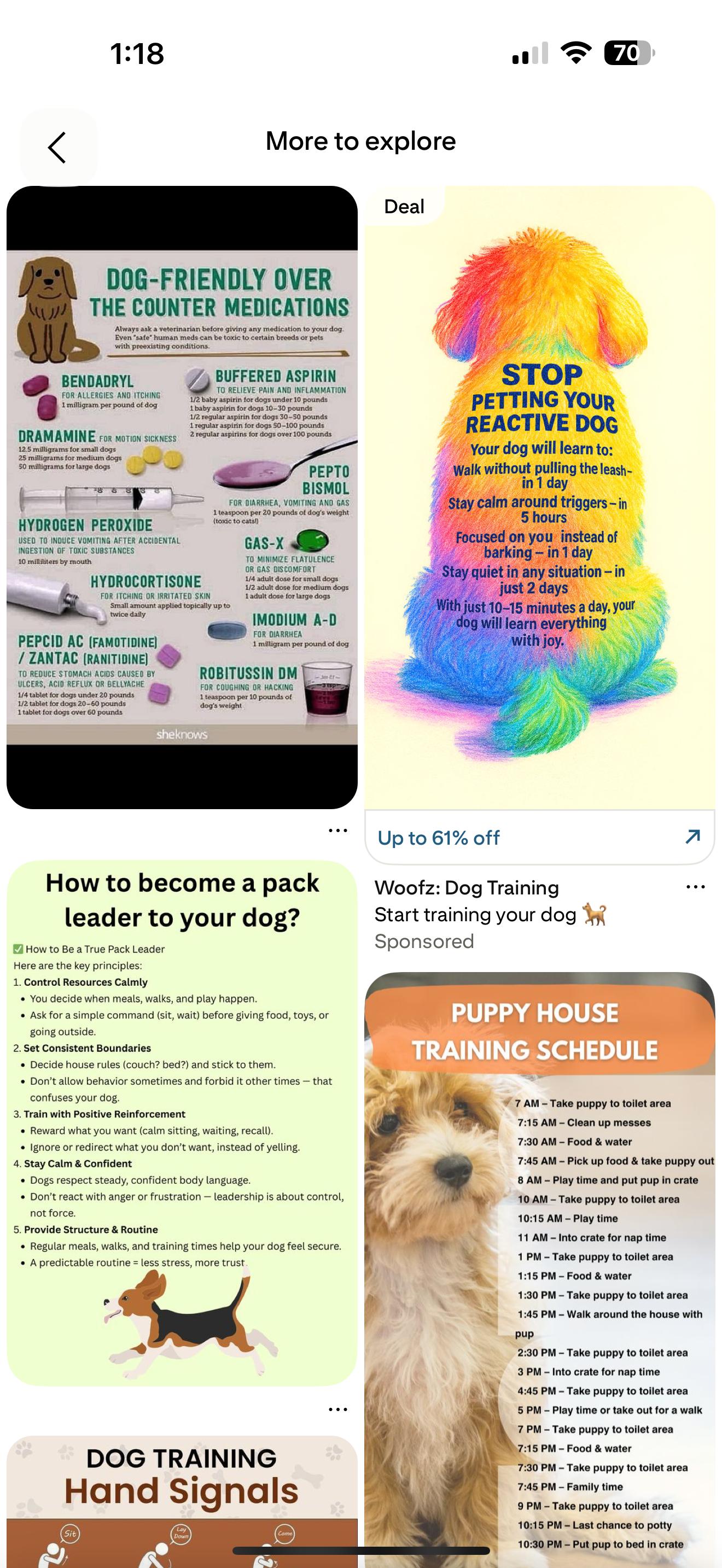 Enlarge Vanilla, a Adoptable mixed breed in Denver, CO image 5/6