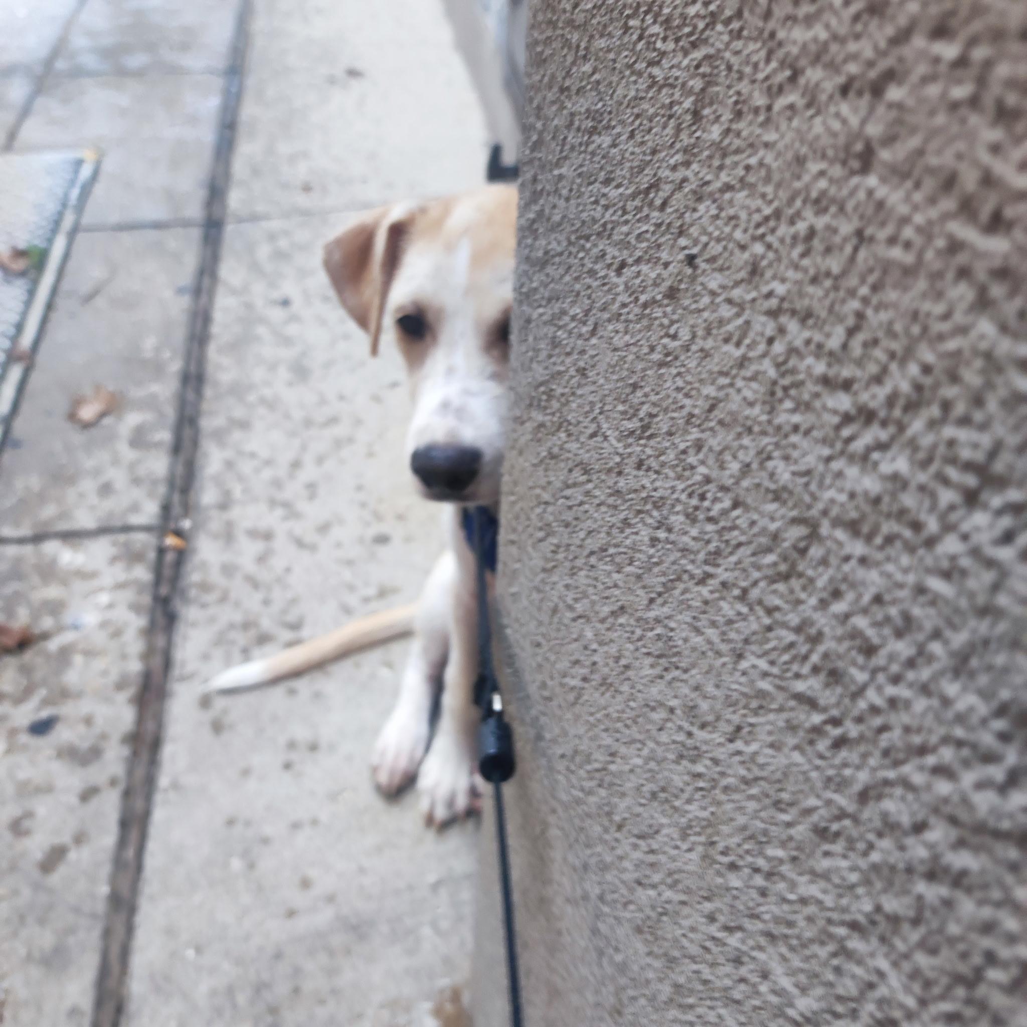 Enlarge Vanilla, a Adoptable mixed breed in Denver, CO image 6/6